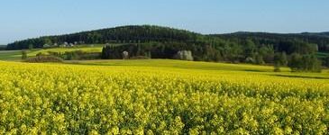 Orlovské lesy - Ubytování Lipnice nad Sázavou - Penzion Chalupa Blatov - Ubytování Vysočina - Penzion Vysočina