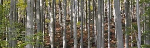 Oldřichovské Buche - Penzion Uko - Bedrichov im Isergebirge