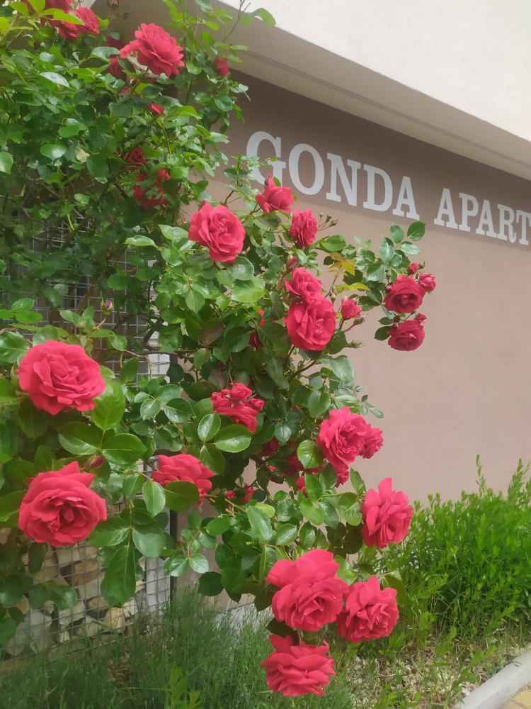Gonda Apartments
