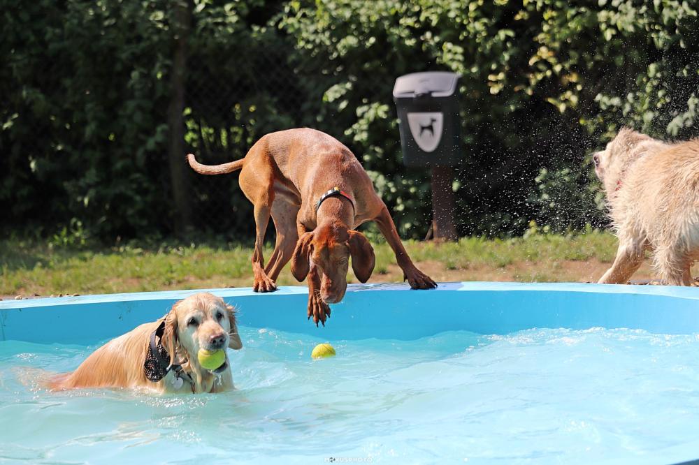 Kutyának Áll a Világ