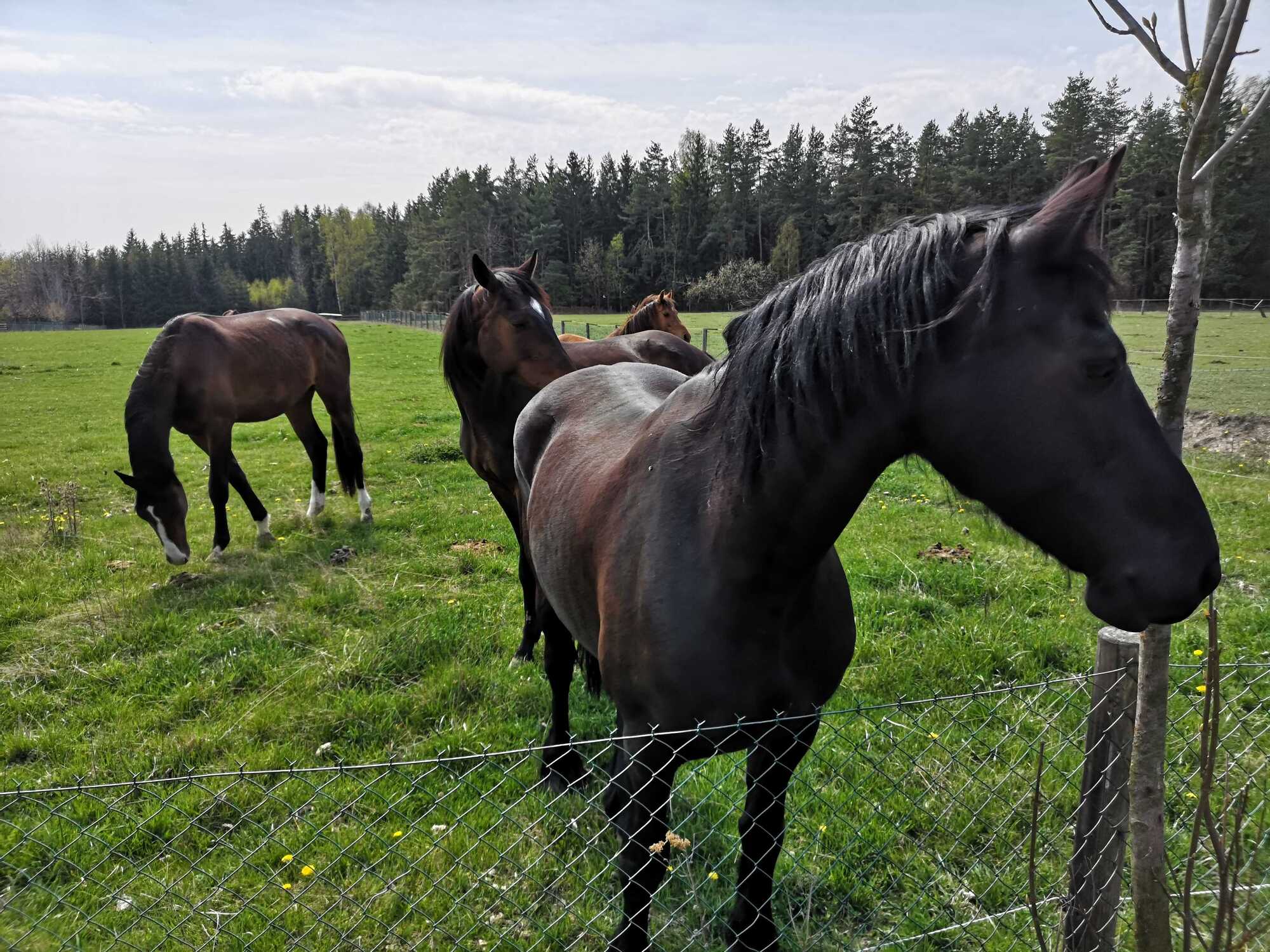 Pronájem koní na Orlově